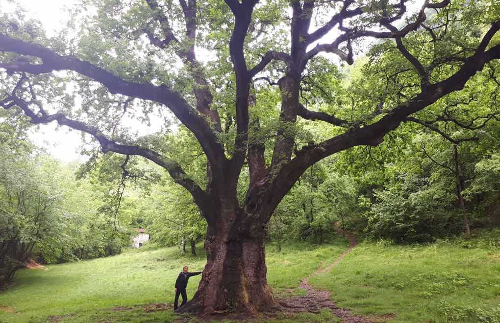 Andrea Kämmereit bei einem Wunderlingbaum
